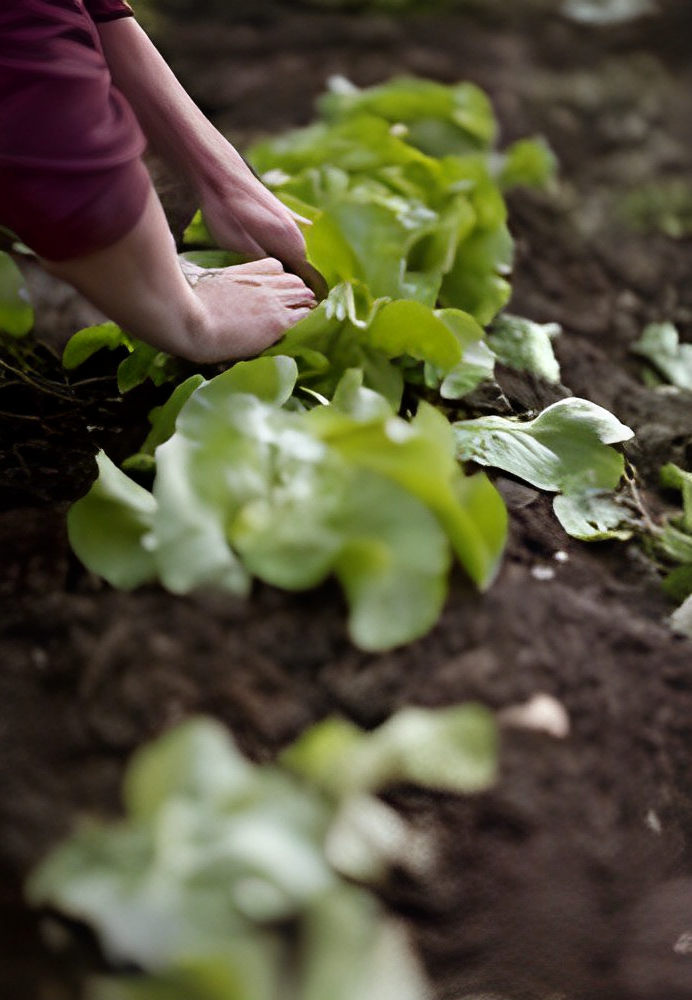 Lettuce Farming Techniques A Complete Guide Vegetable Gardening 6757